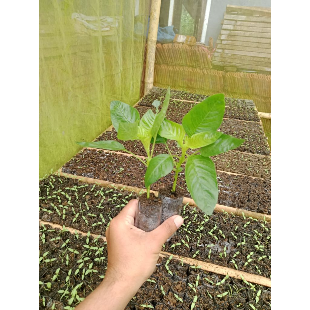 (5 POHON) BIBIT BAYAM POTONG SIAP TANAM - BIBIT BAYAM POTONG BERAKAR - BIBIT BAYAM PETIK - BIBIT BAY