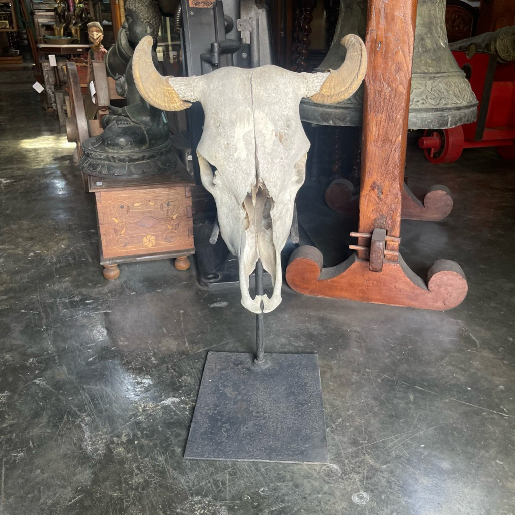 Tengkorak Kerbau Air Alami Asia Tenggara Lawas Jadul Tua