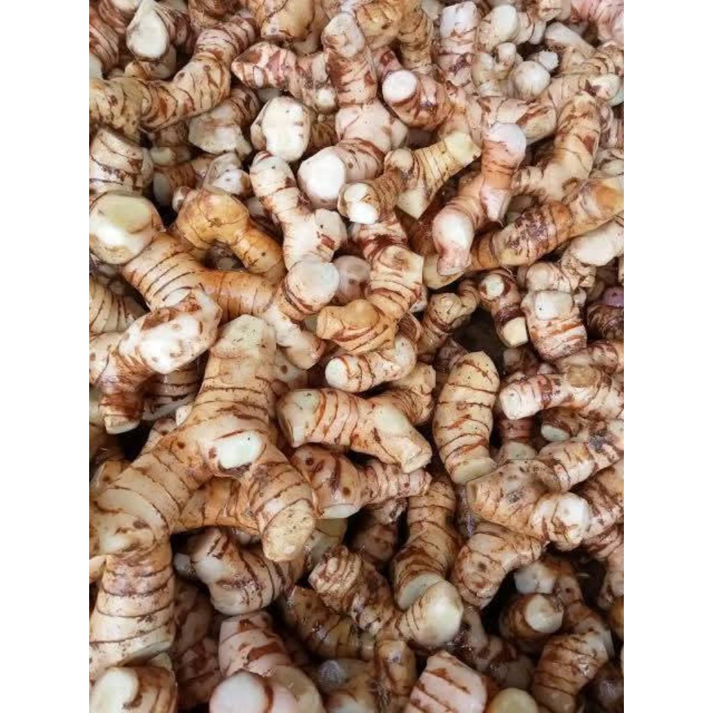 lengkuas laja gunung 1 kg
