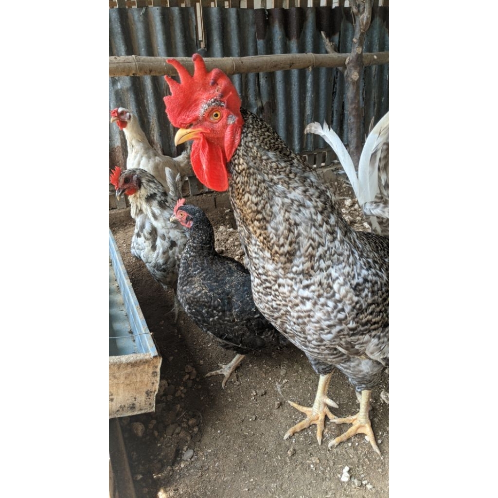 Telur Ayam Kuntara 4