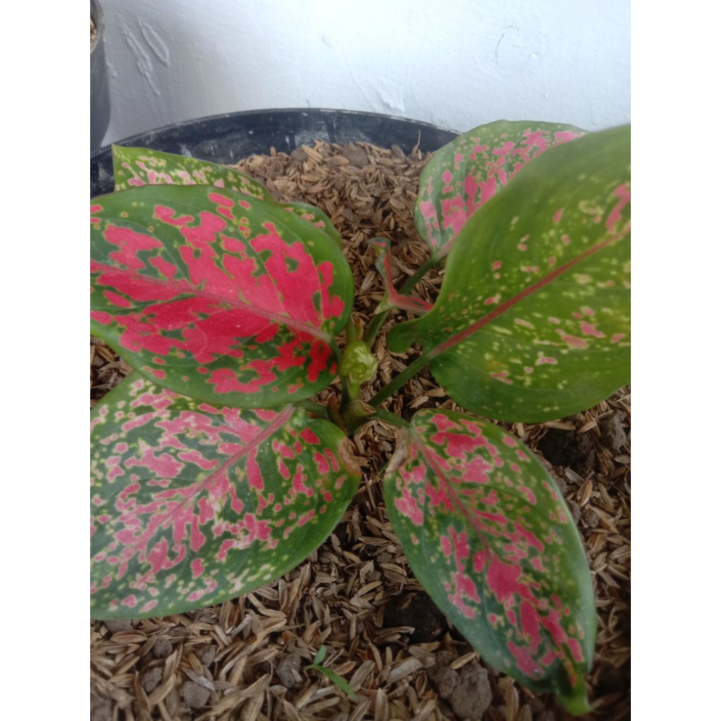 bunga Aglonema dut anja cantik foto asli