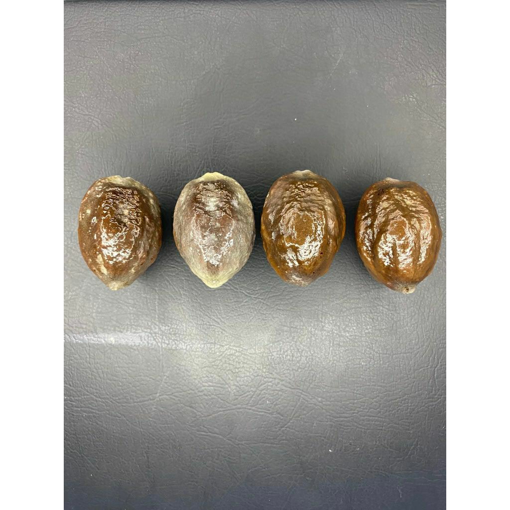 Muncang Adu JAYANTI PETRUK TOP SUPER QUALITY 100%