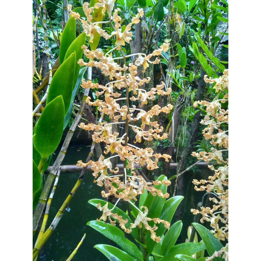 Dendrobium spesies lineale white Size Remaja