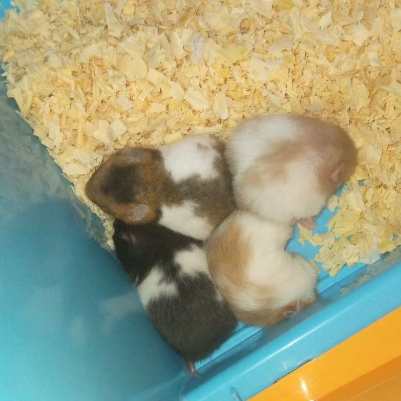 anakan hamster syrian