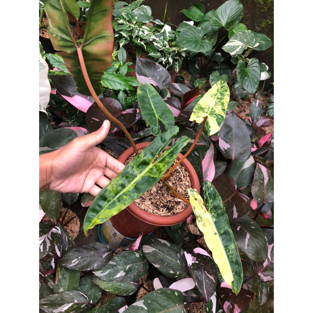 Tanaman Hias Philodendron Kabel Busi Variegata / Philodendron Billietiae Variegata