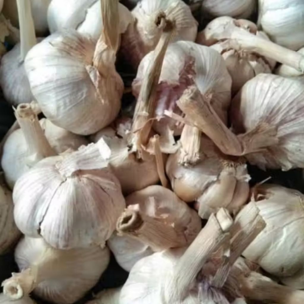 Bawang Putih sinco kotor