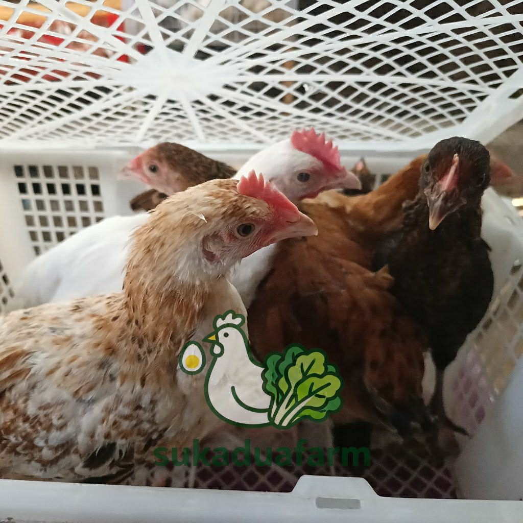 Ayam kampung petelur Elba usia 9 minggu sampai pullet khusus pengiriman instan