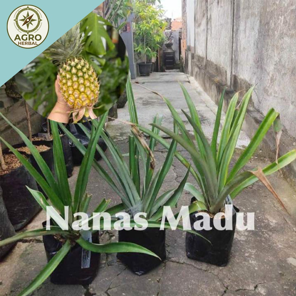 Bibit nanas madu Subang || MD2|| tunas