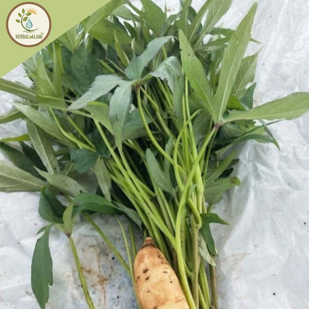 paket 25 Bibit Ubi Cilembu / Bibit Stek Ubi Cilembu