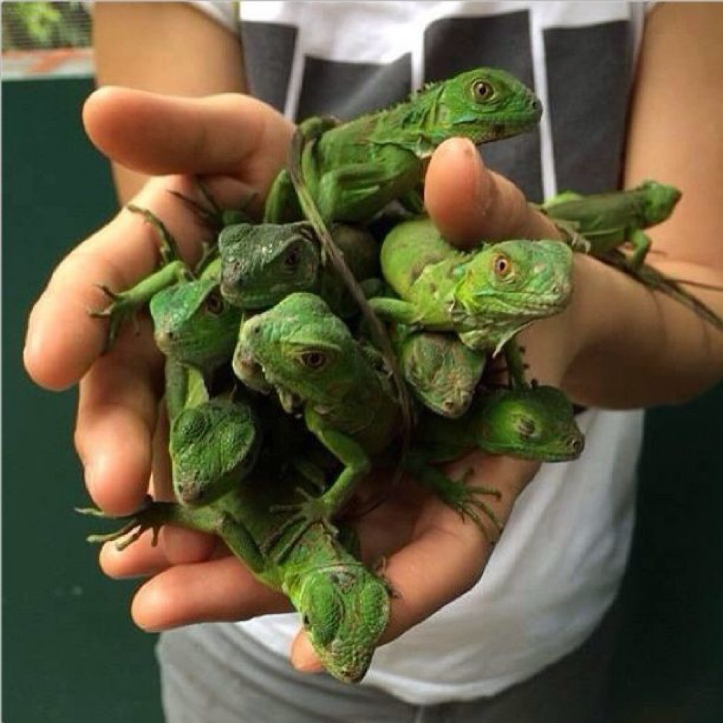 iguana.hijau.hiasan.rumah