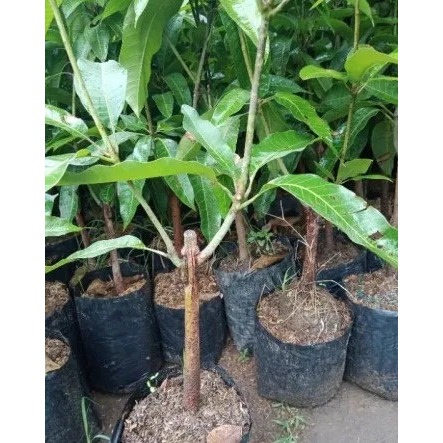 Bibit Mangga Kombinasi 2 Varietas Dalam 1 Pohon Mangga Okulasi Cepat Berbuah