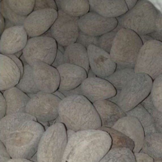 Kluwek 1 kg Termurah