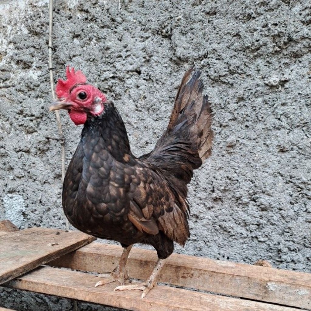 Indukan Ayam kate betina hidup/Ayam hidup/induk Ayam(Sedang Bertelur Kecil Unik)