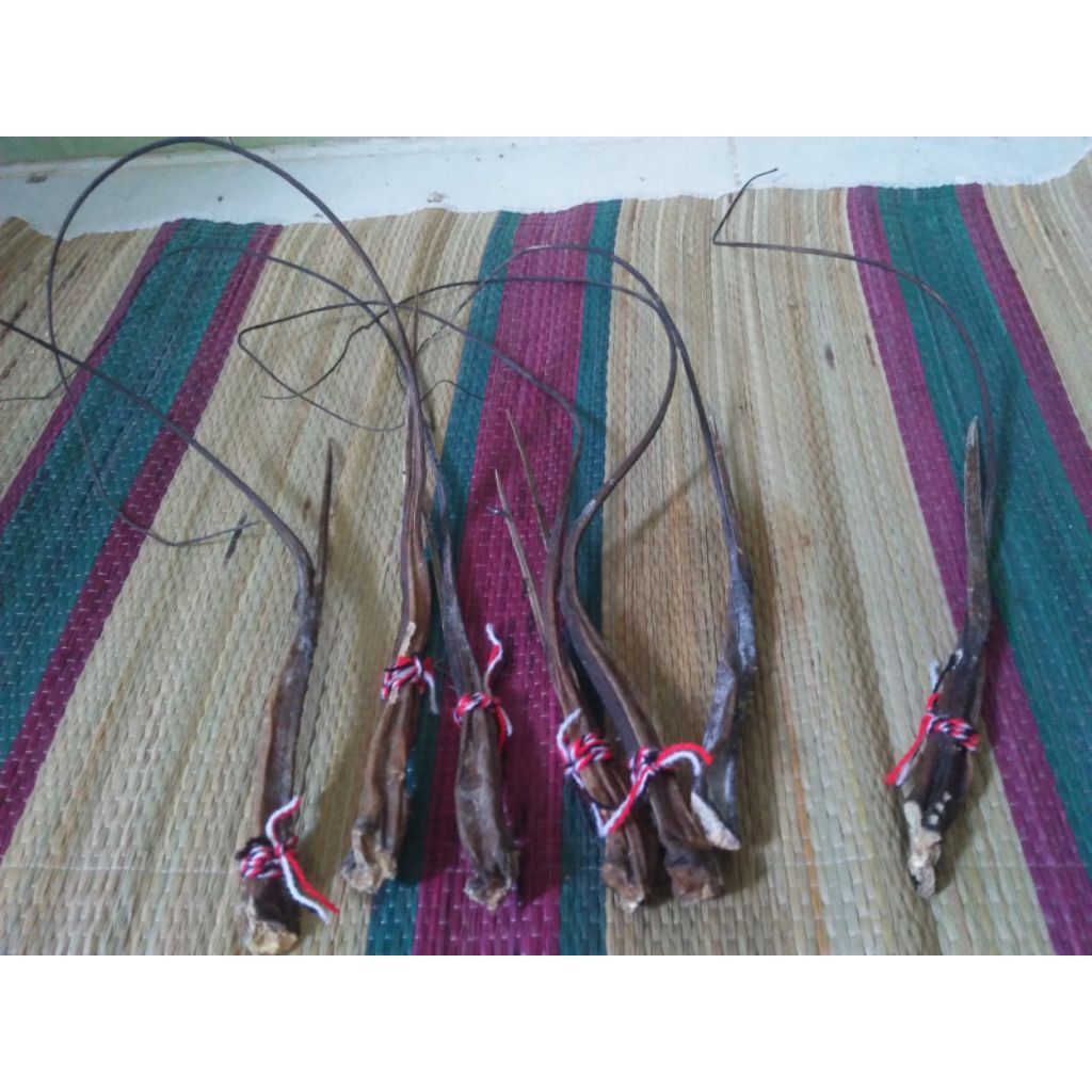 ekor pari kering dengan patil/ tajinya