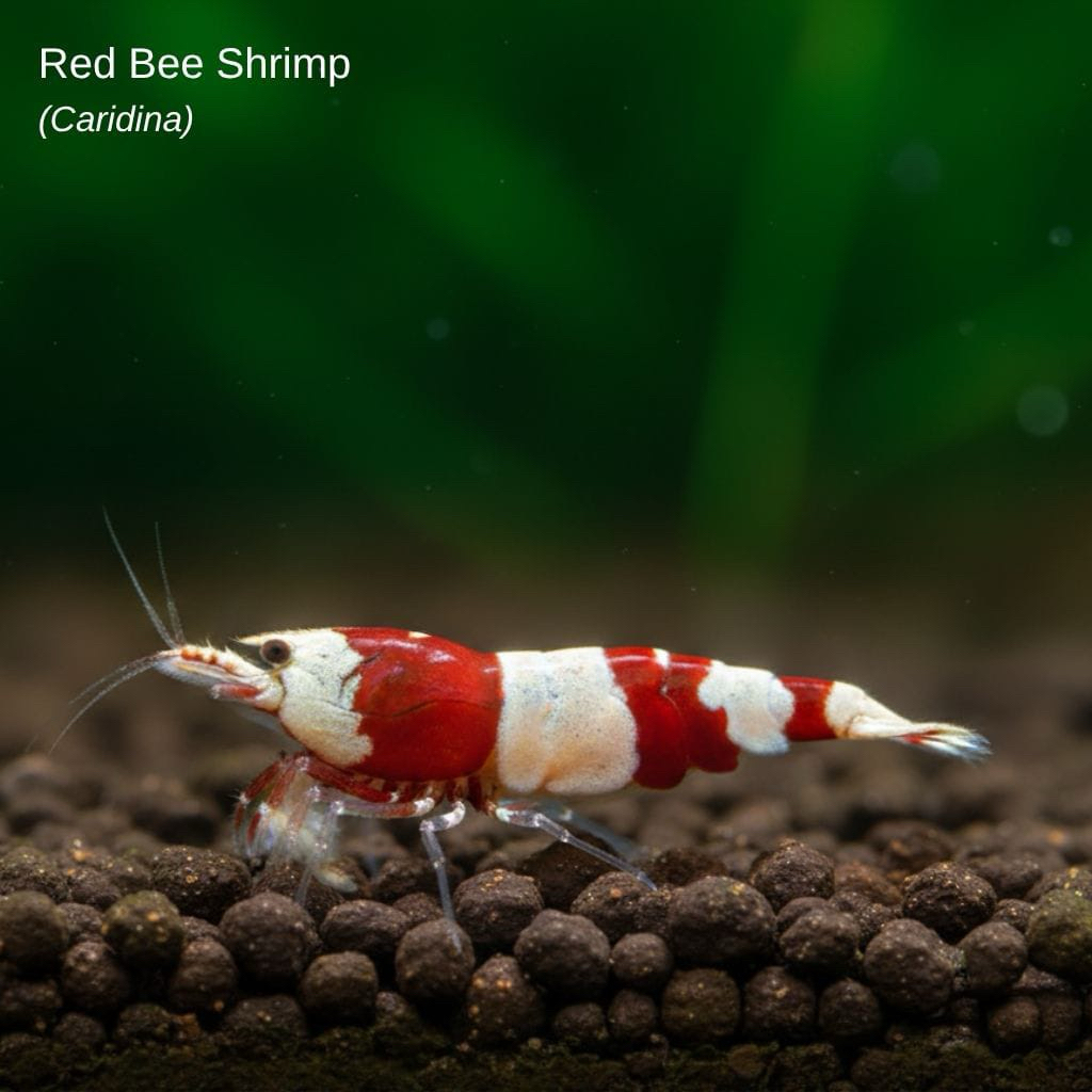 Udang Hias Red Bee Shrimp Aquascape