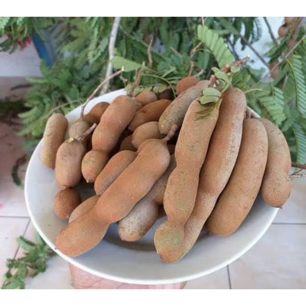 Asam Jawa Mentah 1kg asam jawa mentah asli 1 kg asam jawa asli murah 1kg