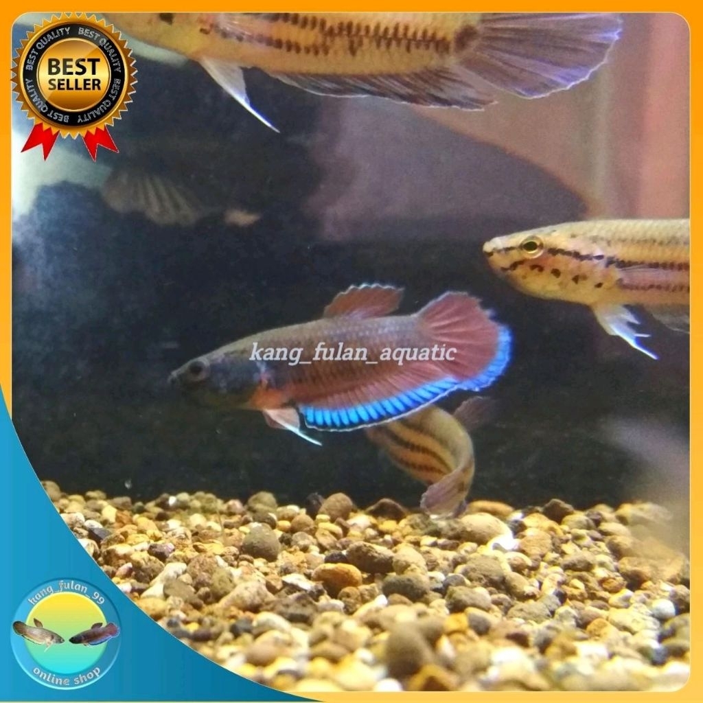 wild betta picta cupang alam cupang sawah