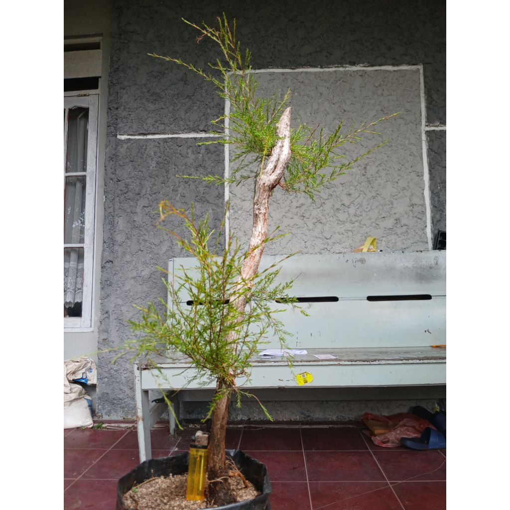 Bahan Bonsai Cucur Atap / Sapu sapu