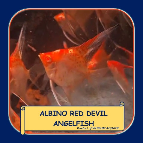 IKAN HIAS AIR TAWAR - ALBINO RED DEVIL ANGELFISH  / MANFISH RED DEVIL ALBINO (IKAN AQUASCAPE) RARE I