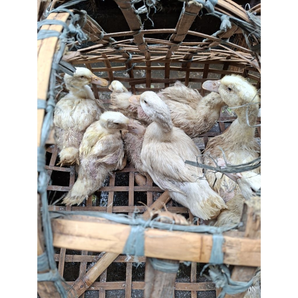 BEBEK PEKING LOKAL HIDUP FRESH SIAP POTONG