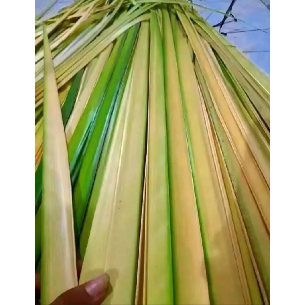 Daun janur kelapa/Daun kelapa buat ketupat/daun ketupat