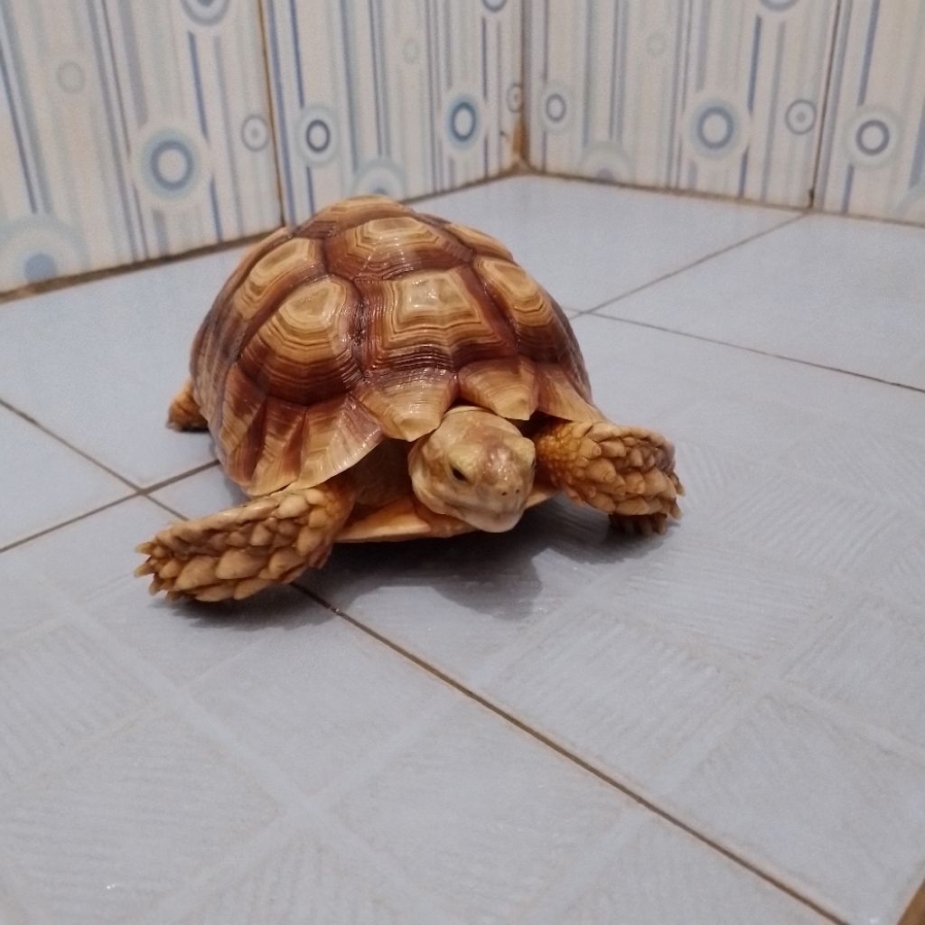 Kura-kura sulcata tortoise