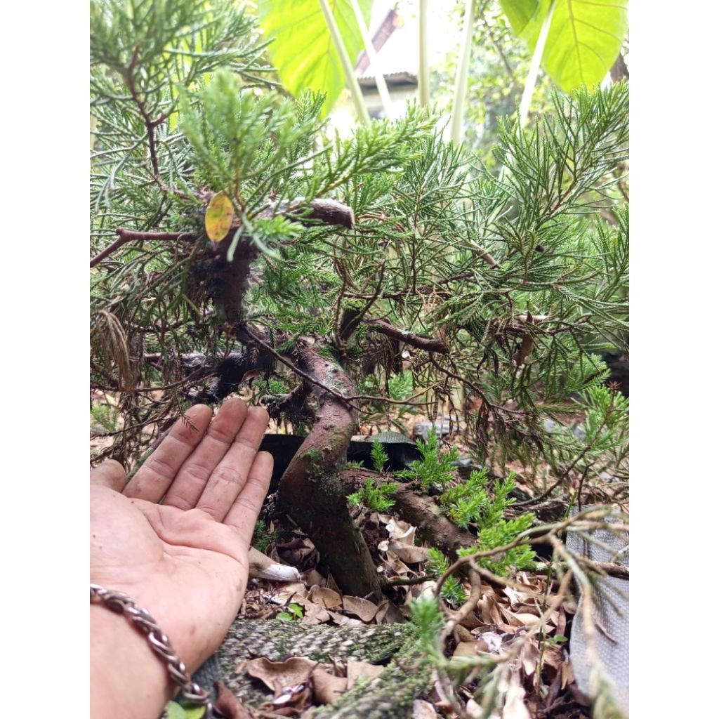 Bonsai cemara sinensis ori rimbun uk besar berkarakter sesuai foto