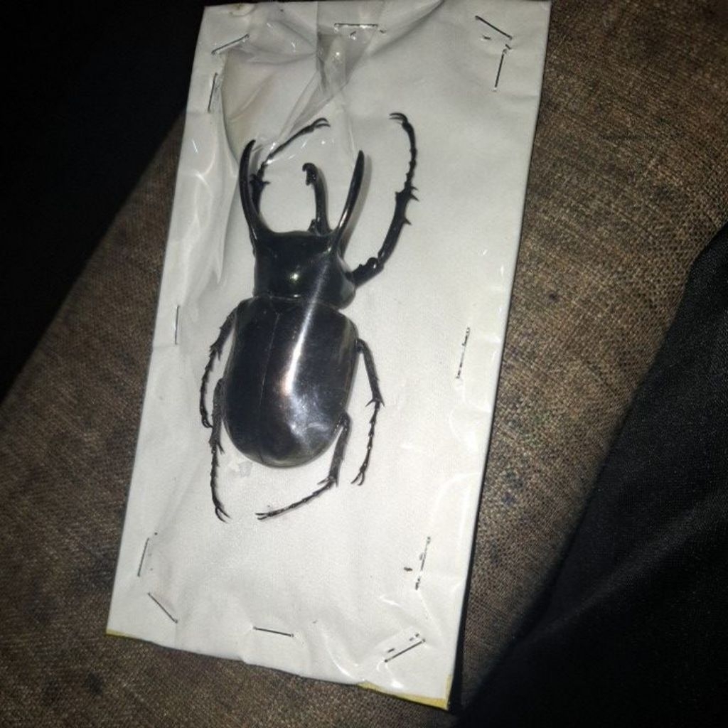 awetan kumbang tanduk/kumbang kelapa asli, chalcosoma atlas, specimens ukuran 6 cm - 6,5  cm