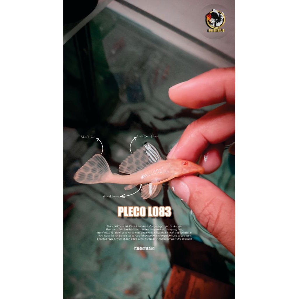 PLECO L083 GIBBICEPS FISH