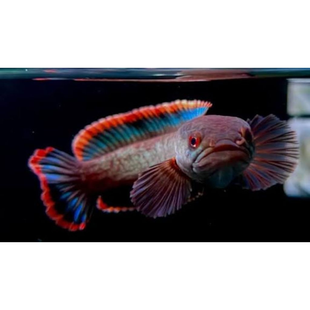 mainan chana limbata cb beby progres 12cm