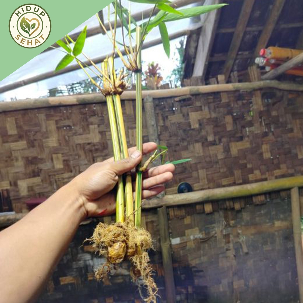 Bibit bambu kuning tanaman hias/bibit bambu kuning tanaman hias mini