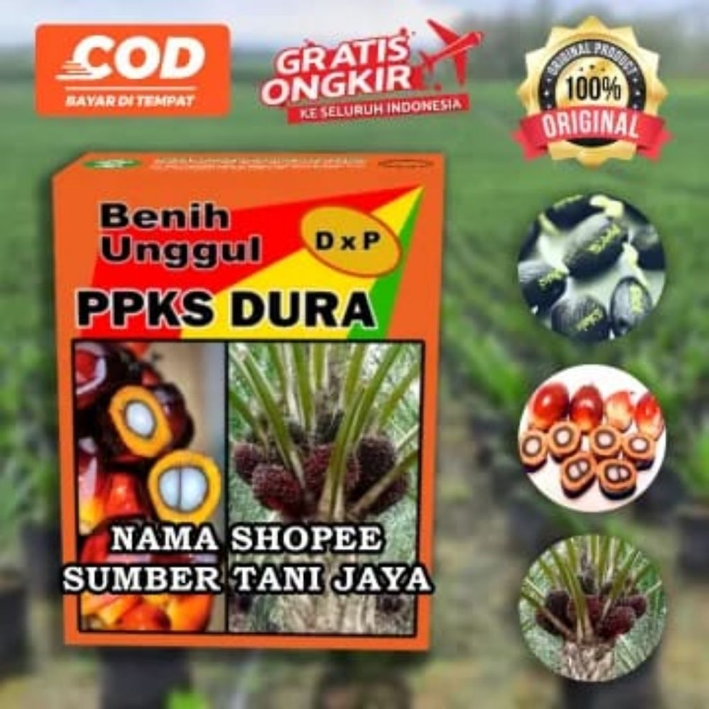 kelapa sawit unggul dan bersertifikat resmi dari ppks medan sumatera utara