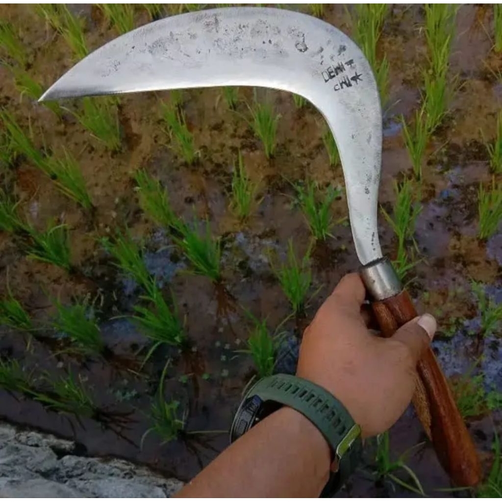 Sabit/Arit Rumput Jawa Dewi Bintang Berkualitas Baja Sepuh Original