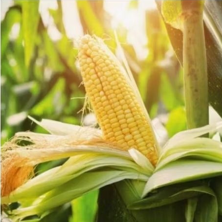 Jagung Manis 30 biji bibit seed Benih Jagung Manis Super Unggul