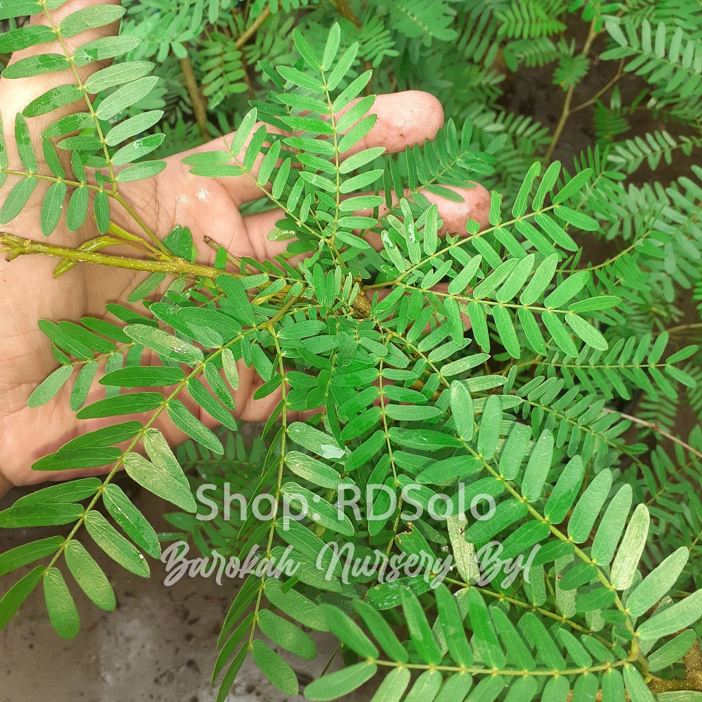 Kaliandra Surinamensis Bahan Bonsai Calliandra