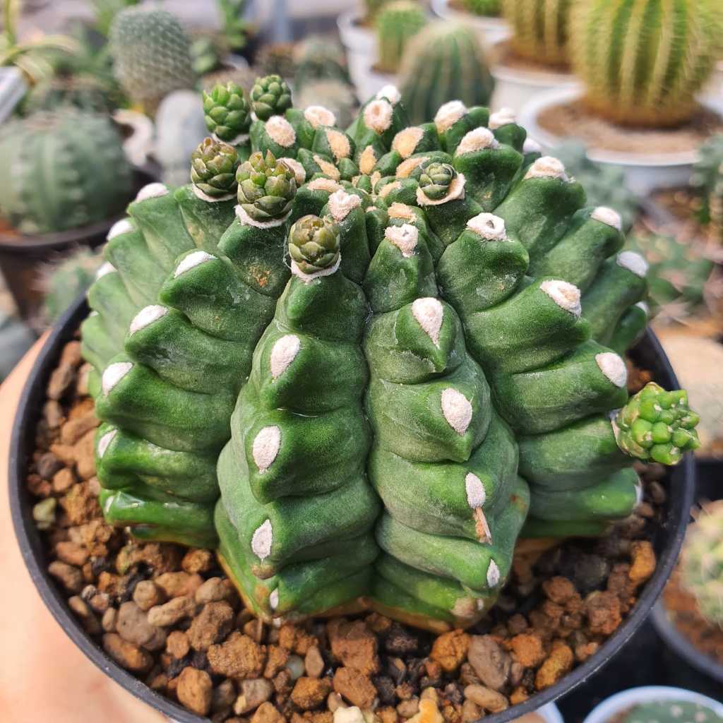 Indukan Motherplants Gymnocalycium Mihanovichii cv Kikko Ball Type BIG size Jumbo Besar