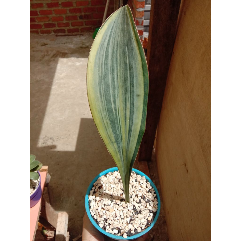 SANSEVIERIA MASONIANA TANAMAN