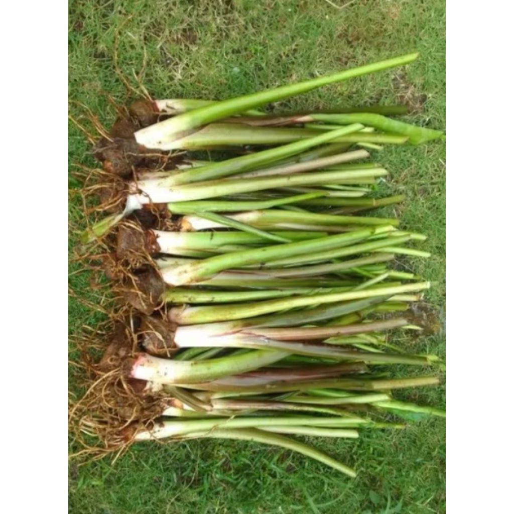 bibit talas pratama 3/talas hijau bogor, 1 paket  isi 15 batang