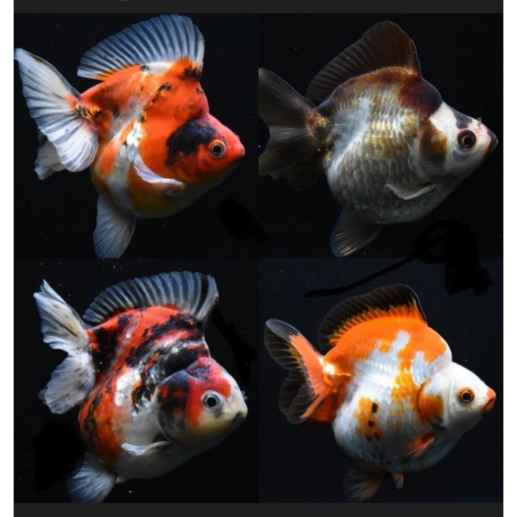 koki ryukin jumbo super jos jia