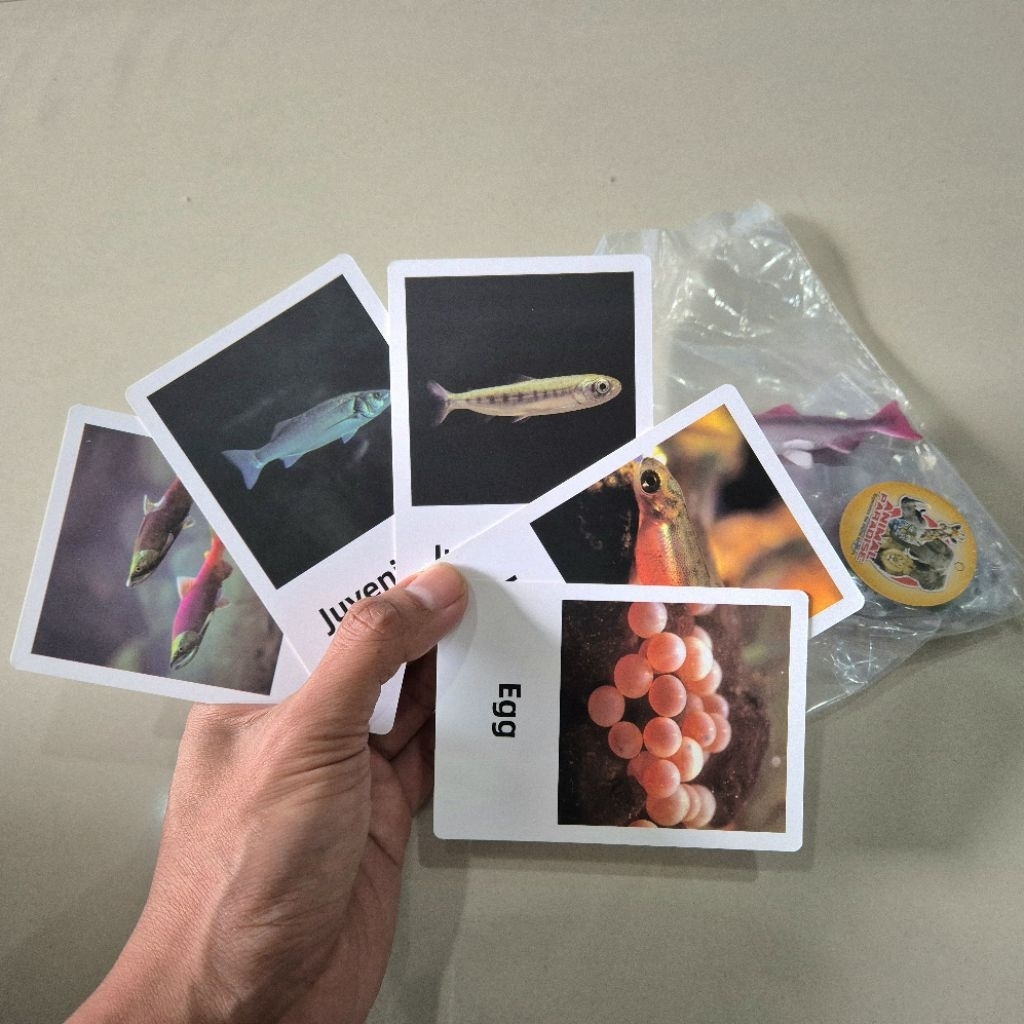 Siklus hidup hewan ikan Salmon dengan Flash Card Animal Figure Mainan edukasi Life Cycle biologi mat
