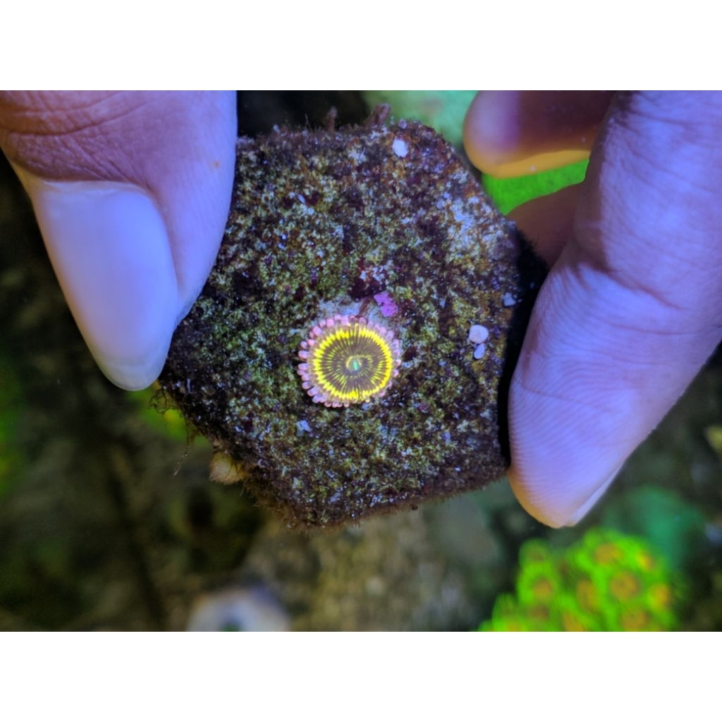 Coral Zoa Stratosfer