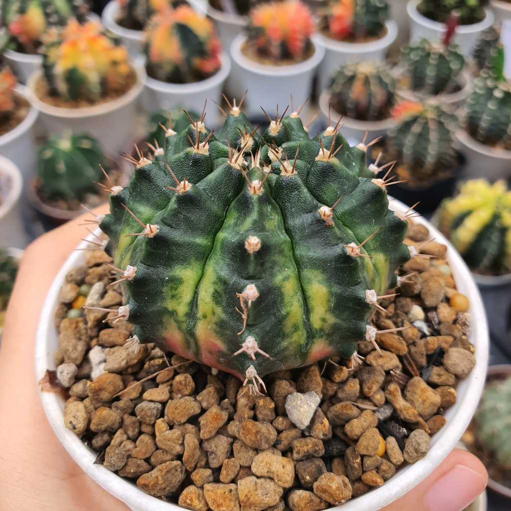 Gymnocalycium Aurora