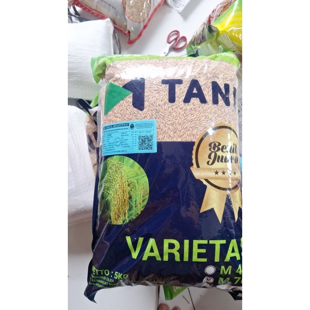 M70D Padi super genjah 75 hari panen asli original bersertifikat