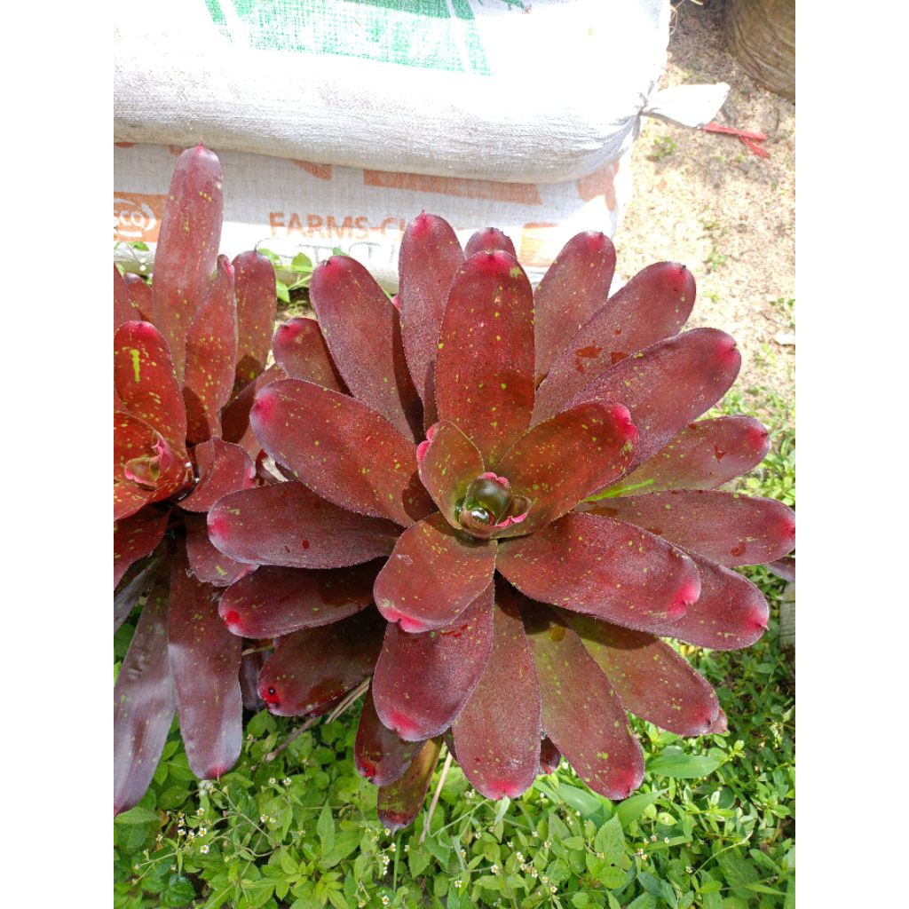Tanaman bromelia mawar jumbo