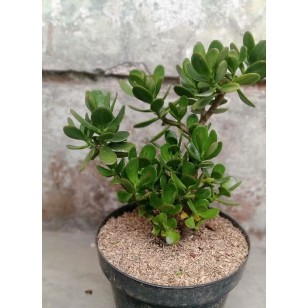 Tanaman jade plant besar.succulen jade plant