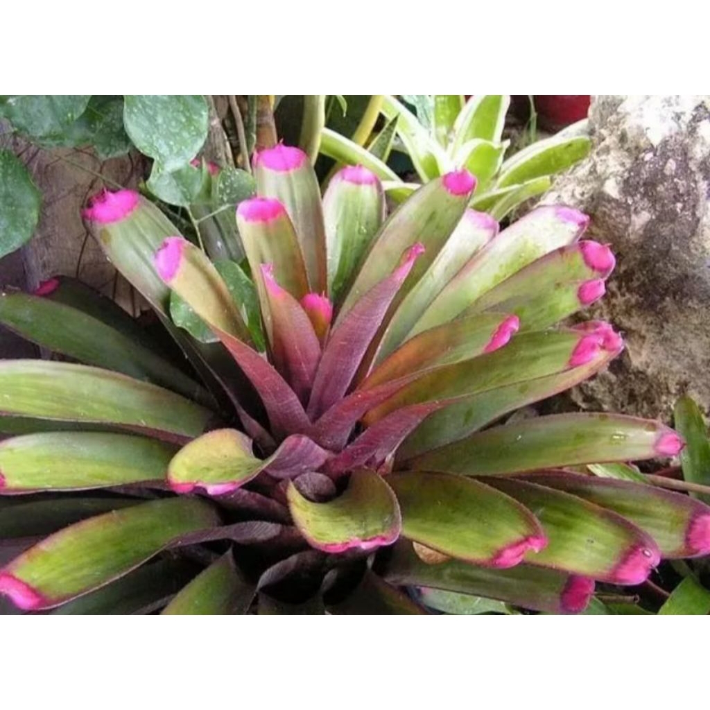 Tanaman bromelia kitek ping