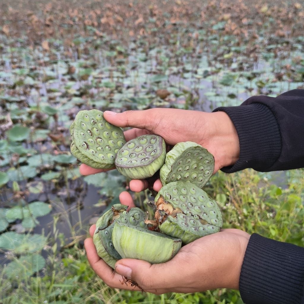 ​Biji Teratai Muda dalam Bonggol - Segar & Manis (Fresh Lotus Seeds) | Baru di petik