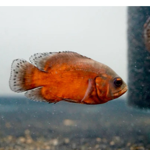 hiasan aquarium oscar red copper tembaga untuk mempercantik aquarium anda dan cepat besar