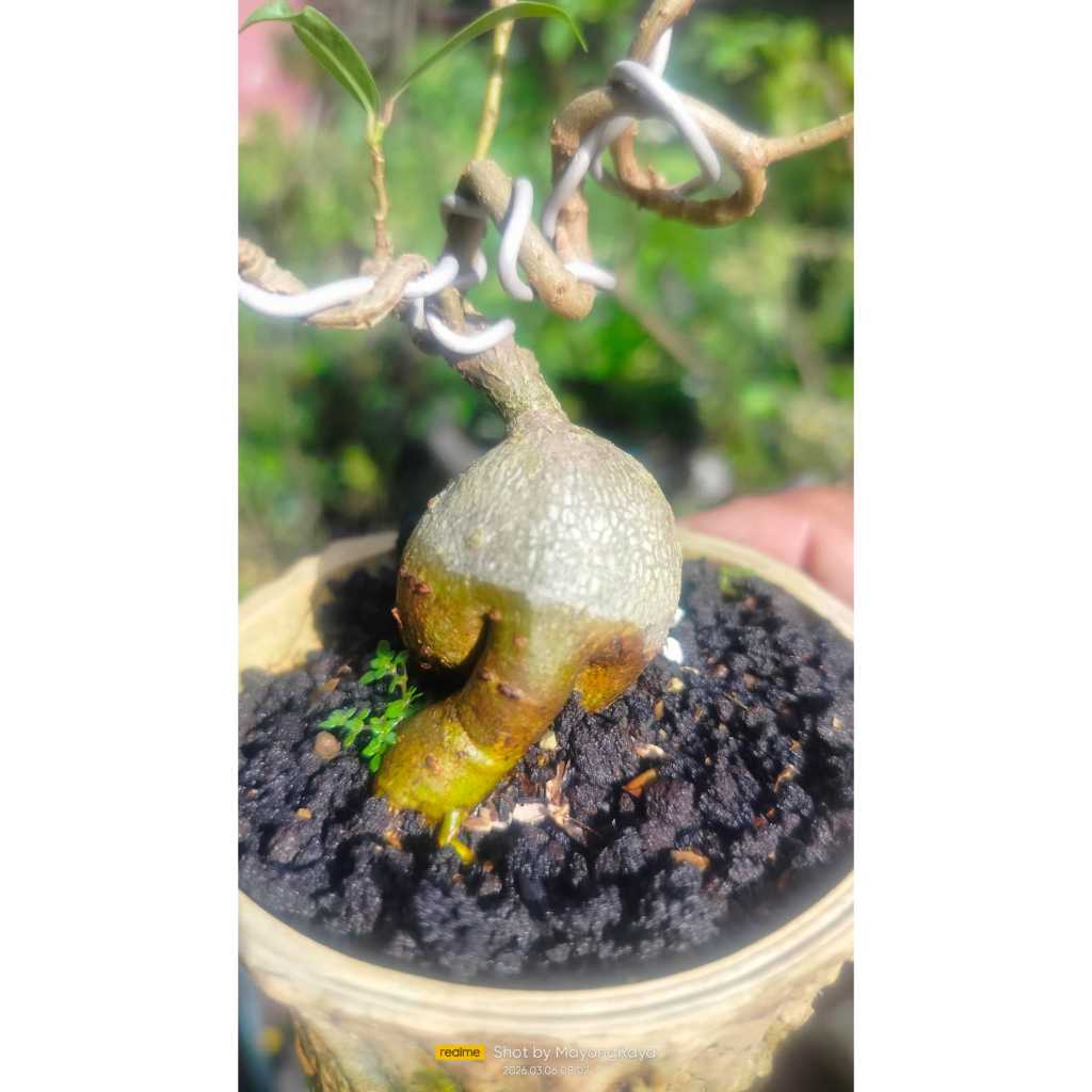 Bonsai Caudex plant Bonsai Ficus Miquelena beringin Kuryo bonggol unik