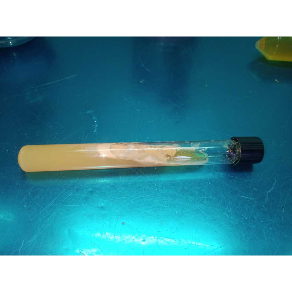 Saccharomyces cerevisiae (Jel Agar Miring)